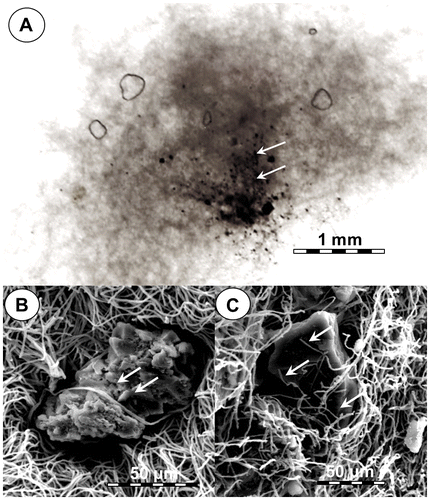 Fig. 2. Entrapment of coal particles by N. fischeri strain ECCN 84 cultured in liquid media containing basal salts medium and waste coal.Notes: (A) Light micrograph of a section through a fungal pellet (sclerotia) showing mycelial entrapment of coal particles (arrows); ((B) and (C)) scanning electron micrographs of hyphae engulfing and ramifying coal particles embedded within the fungal mycelial pellet.