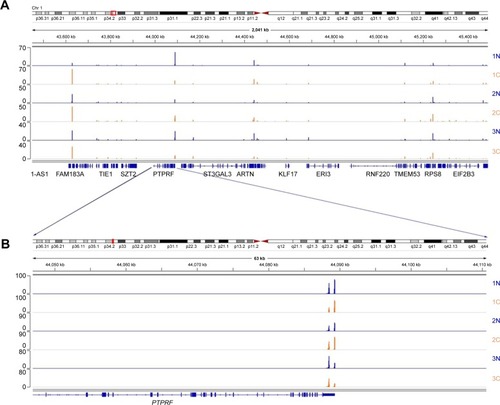 Figure 1 A genomic view of APA sites defined by 3T-seq in IGV genome browser.