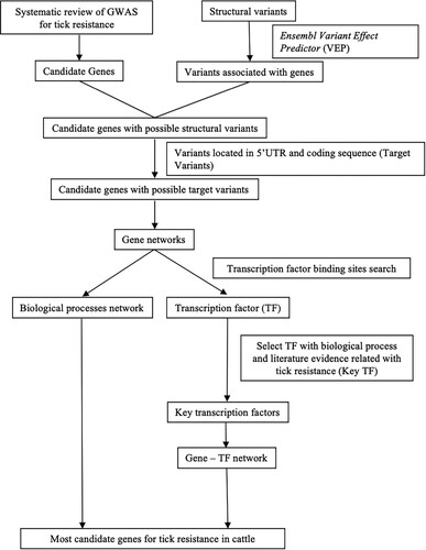 Figure 1. Flowchart summarizing the steps towards identification of most candidate genes associated with tick resistance in cattle.