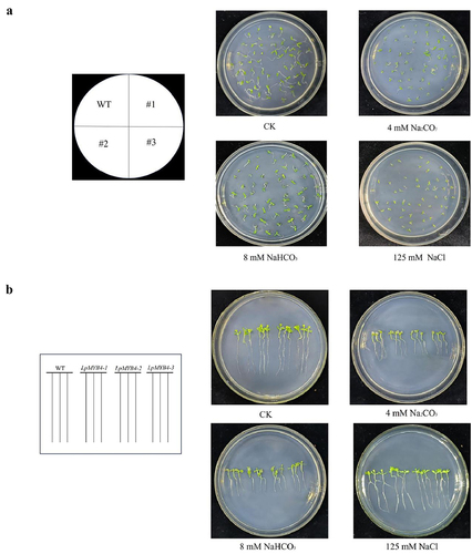 Figure 6. (a) Germination phenotypic analysis of wild-type tobaccos and LpMYB4 transgenic tobaccos under saline-alkaline stress. Tobacco seeds from the T3 generation, both wild-type and LpMYB4 transgenic, were taken and cultured for 7 d in 1/2 MS medium and 1/2 MS media supplemented with 4 mM Na2CO3, 8 mM NaHCO3, and 125 mM NaCl respectively. (b) Seeding growth of LpMYB4 transgenic plants under saline-alkaline stress. Wild-type tobacco seeds and T3 generation LpMYB4 transgenic plants were sown separately in the control group and groups in 1/2 MS medium supplemented with 125 mM NaCl, 8 mM NaHCO3 and 4 mM Na2CO3. The results were recorded after 14 d.