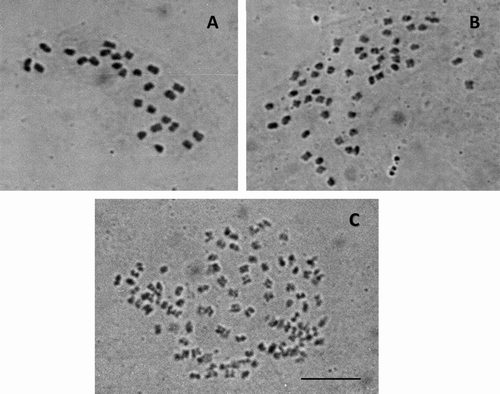 Figure 2 Mitotic metaphases of Mimosa paposa (a diploid species) with (A) 26 chromosomes; (B) 52 chromosomes; (C) 104 chromosomes. Scale bar 10 μm.