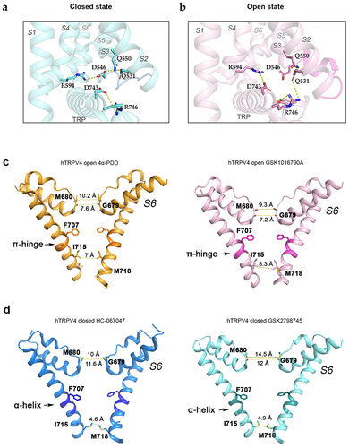 Figure 9. Structural changes in the closed and open states of hTRPV4. Close-up view of the ligand binding pocket showing the key residues that form the coupling interface between the S1–S4, CD, and TRP domains in the a, closed and b, open states. Dashed lines indicate hydrogen-bonds and salt bridges. Representation of the structural changes in the selectivity filter and the intracellular gate of the pore region caused by the binding of the agonists c, 4α-PDD (yellow structure) and GSK1016790A (pink structure), or antagonists d, HC-067047 (blue structure) and GSK2798745 (cyan structure). Dashed lines indicate the distances between gating (I715 in the open state and M718 in the closed state) and selectivity filter (G679, M680) residues in opposite subunits. Upon activation by the agonist, a transition from α to π secondary structure occurs in the S6 helix, inducing a helical bend (π-hinge). The binding of the antagonist promotes a transition from π to α secondary structure, inducing the formation of an α-helix. The position of residue F707 is highlighted since it putatively stabilizes the π-helices structure through H-C···π interactions. PDB: 8FCA, 8FC8, 8T1F, and 8FC7 (resolutions are 3.41 Å, 3.47 Å, 3.49 Å and 3.30 Å, respectively) [Citation52]. Created with PyMOL and BioRender.com.