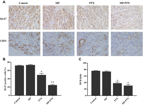 Figure 7 Effects of MP-PTX in tumor proliferation and angiogenesis. (A) Ki-67 (200×) and CD31 (400×) immunohistochemistry in tumor tissue from control, MP, PTX and MP-PTX-treated mice. (B) Quantitative analysis of Ki-67 expression in tumors from control, MP, PTX and MP-PTX treated mice, PTX group and MP-PTX group showed lower number of Ki-67 positive cells compare to control group. MP-PTX effectively inhibit tumor proliferation compared to PTX alone. (C) Quantitative analysis of CD31 expression in tumors from control, MP, PTX and MP-PTX treated mice, PTX group and MP-PTX group showed smaller number of CD31 positive-neovascularized capillaries compare to control group. MP-PTX has a similar effect as PTX in inhibiting tumor microvessel formation (*P < 0.05, **p < 0.01).