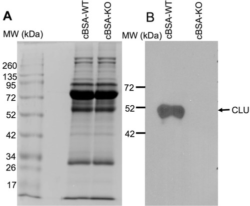 Figure 6 Serum CLU in WT mice. The serum proteins (15 µL per lane) were fractioned in 10% SDS-PAGE. (A) Coomassie blue staining of protein fractions. (B) CLU protein was detected by Western blot analysis.
