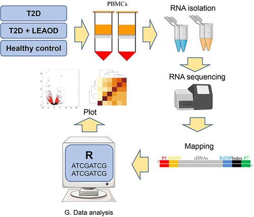 Figure 1 The workflow of this study. The study strategy in this study was executed in a three-step manner. In the first step, PBMCs are isolated from the T2D, T2D + LEAOD, and healthy normal donors. Then followed by RNA extraction, purification, library construction and RNA sequencing with NovaSeq 6000 sequencer. After that, the data is subjected to read mapping and differential expression analysis. Gene set enrichment and Venn analyses were performed to identify the GO (Gene Ontology) terms were specifically enriched in different groups. Type 2 diabetes (T2D), lower extremity arteriosclerosis occlusion (LEAOD), peripheral blood mononuclear cells (PBMCs).