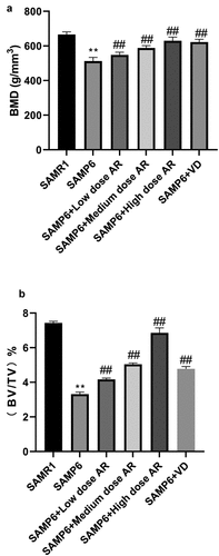 Figure 2. AR increases bone density and bone microstructure in SAMP6 mice. A, Bone mineral density test results of the SAMR1, SAMP6, SAMP6 + low dose AR, SAMP6 + medium dose AR, SAMP6 + high dose AR, and SAMP6 + VD groups; B, Bone microstructure test results of the SAMR1 group, SAMP6 group, SAMP6 + low dose AR group, SAMP6 + medium dose AR group, SAMP6 + high dose AR group, and SAMP6 + VD group. *P < 0.05, **P < 0.01, Compared with the normal group; #P < 0.05, ##P < 0.01, Compare with the model group. n = 5