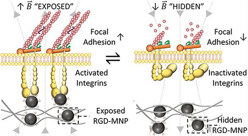 Figure 13 The RGD peptide conjugated MNPs modified a soft hydrogel substrate to inhibit/enhance the cell adhesion and mechanosensing-dependent differentiation of hMSCs by magnetic field.