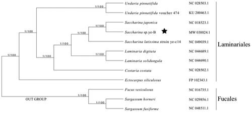 Figure 1. Bayes/maximum likelihood phylogenetic tree of Saccharina sp. ye-B with other species in the blown algae based on concatenated protein sequences. Numbers in the nodes are support values of Bayes test and the ML bootstrap from 1000 replicates. Fucus vesiculosus, Sargassum horneri, and Sargassum fusiforme were set as the out group. The pentagram stands for the new sequenced species in our work.
