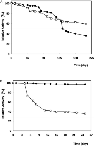 Figure 2. Storage stability of free and immobilized α‐galactosidases at 4°C. (•): free enzyme, (□) immobilized enzyme : on chitin (A), on Amberlite IRA‐938 (B).