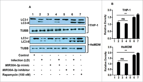 Figure 4. Effect of MIR30A-3p expression on autophagy in Leishmania-infected THP-1 cells and HsMDMs. (A) THP-1 cells and HsMDMs were transfected with the MIR30A-3p mimic (lane 3) and the MIR30A-3p inhibitor (lane 5) for 36 h. Cells transfected with the MIR30A-3p mimic (lane 4) and the MIR30A-3p inhibitor (lane 6) were further infected with L. donovani for 24 h. Cell lysates from uninfected control cells (lane 1) and macrophages infected with L. donovani (lane 2) were used as controls to compare the LC3-II expression, as a marker of autophagy. Protein levels of LC3 were detected by western blot in the cell lysates using anti-LC3B antibody. (B) Densitometric analysis shows the fold change in expression of LC3-II (autophagy marker) in both THP-1 and HsMDM infected with L. donovani. TUBB was used as the loading control. Western blot images are representative of 3 independent experiments. (Unpaired t test with the Welch correction; ***, P < 0.0001; **, P < 0.001; *, P < 0.05); LD: Leishmania donovani; Infect., Infection; HsMDM, human monocyte-derived macrophages.
