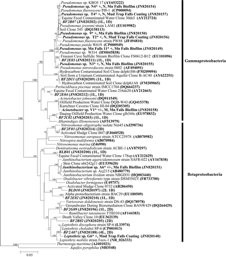 Fig. 6 Neighbor-joining tree inferring the phylogenetic relationship between cultured strains* (asterisks) and those found in clone libraries in Carter Saltpeter Cave, Carter County, TN in this study for sequences clustering in the Beta- and Gammaproteobacteria. Isolates that oxidize Mn continually are indicated by a +; isolates that oxidize Mn intermittently are indicated by a ±. Putative Nitrogen-fixing, Mn(II)-oxidizers are indicated by an N; putative methylotrophic Mn(II)-oxidizers are indicated by an M. Source of isolation is noted immediately before accession number. The number of sequences from each library [Mn Falls Light (L) and Mn Falls Dark (D)] representing a particular OTU is given in parentheses following the NCBI accession number. Alignments were created using the on-line SILVA aligner. Dendogram was created using PHYLIP. Bootstrapping values are shown for nodes that were supported >50% of the time and with maximum-likelihood analysis (data not shown). Aquifex pyrophilus and Thermotoga maritima were used as outgroups. Branch lengths indicated the expected number of changes per sequence position (see scale bar).