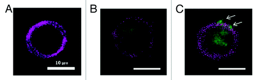 Figure 6. Uptake study in murine DC, stimulated with FITC-labeled HBsAg and microsphere vaccine for 6 h in vitro. (A) APC labeled DC; (B) FITC-labeled HBsAg (blue) phagocytosed by DC; (C) Phagocytosis of microsphere vaccine adsorbed with FITC-labeled HBsAg; DCs isolated from immunized BALB/c mice with magnetic microbeads were co-cultured with microsphere vaccine with FITC-labeled HBsAg at 37 °C for 6 h. DCs were labeled with APC-CD11c mAb and washed followed by fluorescence microscopy. White arrows: microspheres adsorbed with FITC-labeled HBsAg on the surface of DC.