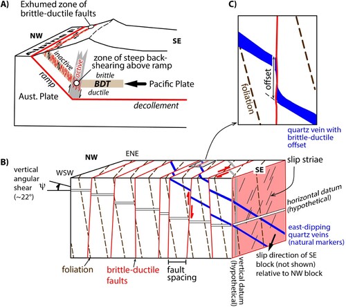 Figure 2. A, Cartoon showing the brittle-ductile fault corridor interpreted as a zone of backshearing that transiently deforms mid-crustal rocks of the Pacific Plate as they are tilted across the base of the Alpine Fault ramp (after Little Citation2004). B, Schematic block diagram (looking NNE) showing kinematics of faults in the corridor. Oblique-slip on the subparallel array of steep faults accommodates a net up-to-the-NW angular shear of the Pacific Plate (∼22°, after Wightman and Little Citation2007) as well as a subequal magnitude of dextral angular shear. The faults cut and offset the metamorphic foliation in the Alpine Schist (dashed planes) and a set of generally east-dipping quartz veins (solid blue layers). C, Schematic view of one of the quartz veins, showing the typically brittle-to-ductile nature of their offset.