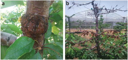 Fig. 1 (Colour online) (a) Symptoms of black spot of cherry include protruding xylem, black nodular spots and gummosis of the trunk and branches; (b) A cherry tree killed by black spot