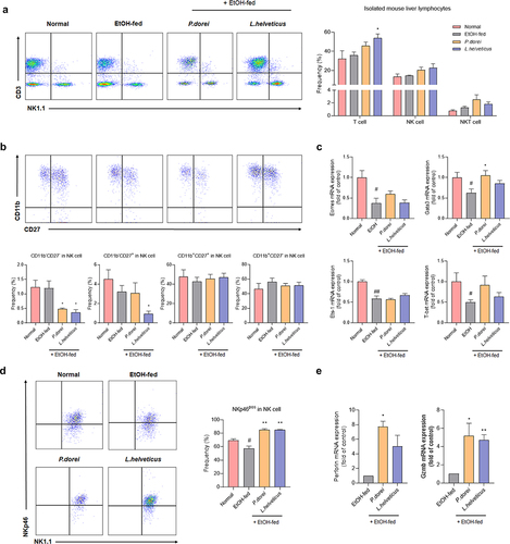 Figure 6. Effects of strains that increase the activity and function of NK cells that have been reduced by ethanol intake. (a) flow cytometry analysis of liver MNCs isolated from NIAAA model. (b) flow cytometry analysis of subsets of NK cells gated with NK1.1 and CD3. (c) hepatic mRNA expression levels of NK cell transcription factor genes. (d) frequency of activating receptor expression in NK cells gated with NK1.1 and CD3. (e) RT-PCR analysis of granzyme B and perforin in mouse liver NK cell. Data are presented as the mean ± SEM. #p < .05, ##p < .01 compared EtOH-fed and normal groups using an unpaired t test between the two groups. *p < .05, **p < .01 compared EtOH-fed and strain groups using an unpaired t test between the two groups.