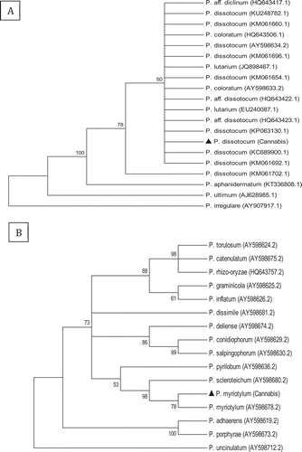 Fig. 3 Phylogenetic analysis of ITS1-5.8S-ITS2 sequences using the neighbour-joining (NJ) method for (a) Pythium dissotocum and (b) Pythium myriotylum originating from cannabis plants compared with isolates from a range of other hosts (GenBank numbers are shown). A bootstrap consensus tree was inferred from 1000 replicates to represent the distance. Branches corresponding to partitions reproduced in less than 50% bootstrap replicates were collapsed.