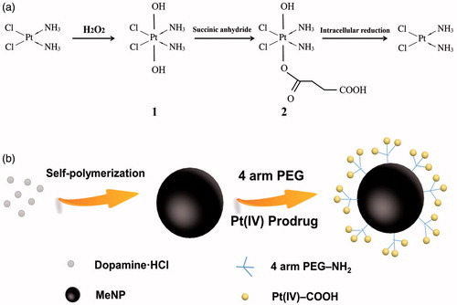 Scheme 1. (a) Synthesis of Pt(IV)-COOH compound and cisplatin release after reduction in the cell. (b) Synthesis process of Pt(IV)-MeNPs.