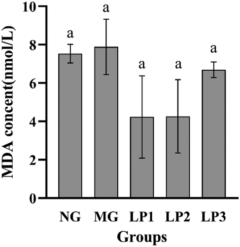 Figure 6. MDA level in serum of experimental mice. MDA level of experimental mice given L. plantarum SCS5 at week 13. Normal group (NG); STZ treatment group (MG); STZ + L. plantarum SCS5 suspension group (LP1); STZ + L. plantarum SCS5 intracellular material group (LP2); STZ + L. plantarum SCS5 heat-killed intracellular material group (LP3). a,bValues in the same column with different superscript letters significantly differ at p < .05.
