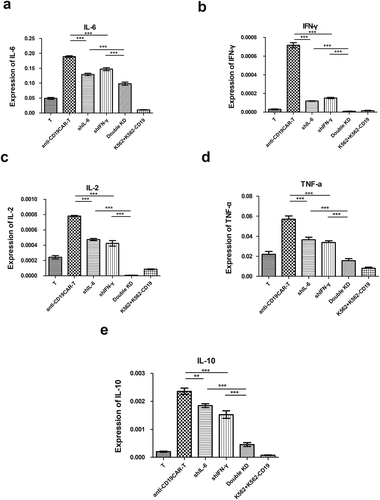 Figure 6. The expression of IL-6 (a), IFN-γ (b), IL-2 (c), TNF-α (d), and IL-10 (e) in PBMCs stimulated by the double knockdown (KD) anti-CD19 CAR-T cell killing conditioned medium was significantly reduced, as detected by RT-PCR. **P < .01, ***P < .001, mean ± SEM.