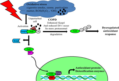 Figure 3 Nrf2 mechanism of action. Oxidative stress resulting from cigarette smoke, reactive oxygen species (ROS), particulate matter etc. leads to dissociation of Keap1-Nrf2 followed by its stabilization and nuclear translocation, where it upregulates the various antioxidant genes that protect the body. In COPD, there is an increased Nrf2 proteasomal degradation as a result of increased Keap1 production and reduction in master stabilization DJ-1 protein.