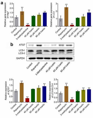 Figure 3. Autophagy in OA chondrocytes was activated by icariin. (a). Gene expression of Atg7 and LC3 was detected using qRT-PCR. Atg7 and LC3 expression was downregulated in the 3-methyladenine group and upregulated in the rapamycin and icariin groups (*p < 0.05 and **p < 0.01 vs. Control). (b). ATG7 and LC3-II/LC3-I protein levels were measured using western blotting. ATG7 and LC3-II/LC3-I levels were downregulated in the 3-methyladenine group and upregulated in the rapamycin and icariin groups (*p < 0.05 and **p < 0.01 vs. Control). Data are presented as means ± SD (n = 6)