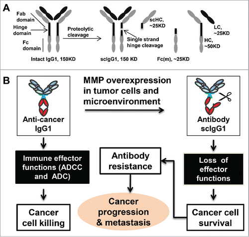 Figure 1. Proteolytic single hinge cleavage of IgG antibodies and its role in cancer evasion of host antibody (humoral) immunity. (A) A diagram illustrating the proteolytic antibody single strand-hinge cleavage process. scHC, single strand-hinge cleaved heavy chain; Fc(m), Fc monomer (released from IgG1 only under denaturing conditions); HC, heavy chain; and LC, light chain. The hinge region is not drawn to scale to illustrate its proteolytic cleavage. Adapted from Zhang et al, 2015. Clin Cancer Res.Citation1 (B) Working hypothesis that single hinge cleavage of IgG by MMPs leads to resistance to antibody therapies by reducing Fc mediated immune effector functions. In this model, we hypothesize that increased expression of MMP activities in the tumor microenvironment can result in the single hinge cleavage of anticancer antibodies in patients. The single hinge cleaved antibody lacks Fc-mediated effector functions such as ADCC and CDC, which leads to loss of efficacy and development of antibody resistance. ADCC, antibody dependent cellular cytotoxicity; CDC, complement dependent cytotoxicity.