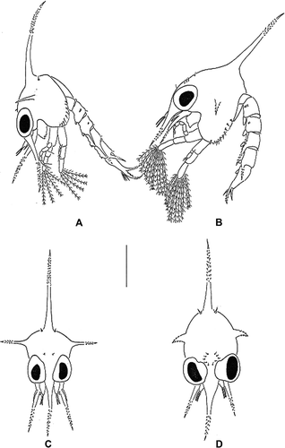 Figure 1.  Erimacrus isenbeckii (Brandt 1848). Lateral view of zoea: (A) first zoea, (B) second zoea. Anterior view of carapace: (C) first zoea, (D) second zoea. Scale bar is 1 mm.