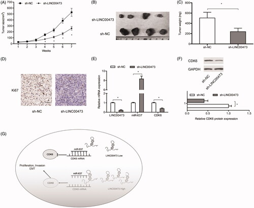 Figure 6. LINC00473 inhibition reduced tumor growth in vivo. (A–C) LINC00473 downregulation reduced tumor growth and weights in vivo. (D) Ki67 expression was determined by IHC in xenograft tissues. (E) Relative expression of LINC00473, miR-637 and CDK6 in xenograft tissues was determined by qRT-PCR. (F) CDK6 expression in xenograft tissues was determined by Western blot. (G) Schematic diagram of LINC00473/miR-637/CDK6 axis in glioma. *p < .05.