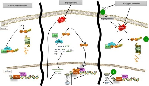 Figure 7 Schema of proposed antioxidant effect of sitagliptin on renal cells and miR-200a action on Keap-1/Nrf2/ARE pathway.