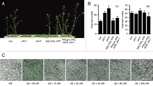 Figure 1. Flowering phenotype and protein stabilization of 35S::PHL-YFP. (A, B) Plants were grown under 16h light/8h dark long day and 8h light/16h dark short day conditions at 22 °C. Mean ± SD (n ≥ 12). (C) 35S::PHL-YFP were grown under continuous white light (cW), continuous dark (cD) for 7 d. Seedlings grown under cD were then exposed to white light for 1 to 24 h (cD + cW). YFP fluorescence was observed under a laser scanning confocal microscope. Bar = 50 µm