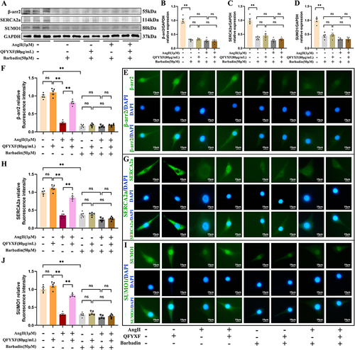 Figure 7 Barbadin, a β-arr2 inhibitor, blocked QFYXF-promoted SERCA2a SUMOylation in hypertrophic cardiomyocytes. (A) Images of target proteins expression; (B) β-arr2/GAPDH relative expression (n=5); (C) SERCA2a/GAPDH relative expression (n=5); (D) SUMO1/GAPDH relative expression (n=5); (E) Immunofluorescence images of β-arr2; (F) β-arr2 relative fluorescence intensity (n=5); (G) Immunofluorescence images of SERCA2a; (H) SERCA2a relative fluorescence intensity (n=5); (I) Immunofluorescence images of SUMO1; (J) SUMO1 relative fluorescence intensity (n=5). Data are presented as Mean ± SEM. **P < 0.01.