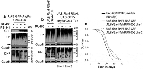 Figure 7. Atg8a OE in adult flies suppresses the toxic effects of proteasome KD and increases adult flies’ longevity. (a) Immunoblotting analyses of protein samples from shown transgenic flies somatic tissues; samples were probed with antibodies against GFP (denotes expression of the GFP-Atg8a transgene), ubiquitinated (Ub) and carbonylated (DNP) proteins. (b) Immunoblotting analyses of protein samples from shown transgenic flies somatic tissues; samples were probed with antibodies against ubiquitinated (Ub) and carbonylated (DNP) proteins. (c) Longevity curves of indicated transgenic fly lines. Statistics of the shown longevity curves are reported in Table S1. In (a) young flies were exposed to RU486 for 3 days and were then treated (or not) with RU486/1 μΜ PS-341 for 4 days, while in (b) young flies were exposed to RU486 for 7 days. Gapdh (a, b) probing was used as input reference.