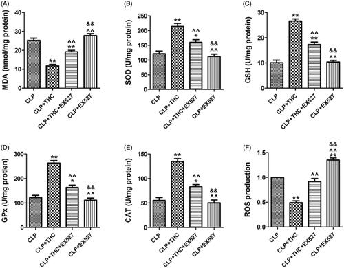 Figure 6. EX527 counteracted THC induced inhibition of oxidative stress in renal tissues in septic mice. (A) Renal MDA content. (B) Renal SOD activity. (C) Renal GSH activity. (D) Renal GPx activity. (E) Renal CAT activity. (F) Renal ROS production. Data were presented as the mean ± SEM (n = 6 in each group). *,**p< .05/.01 vs. the CLP group, ^^p< .01 vs. the CLP + THC group, &&p< .01 vs. the CLP + THC + EX527 group.