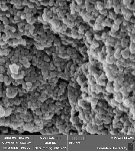 Figure 4. SEM image of the CuNPs.