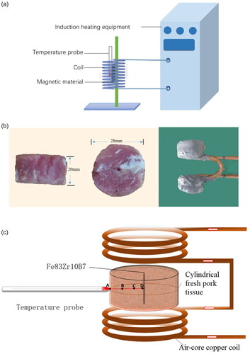 Figure 3. (a) The experimental scheme for measuring heating curves of Fe83Zr10B7 rectangular. (b) Cylindrical fresh pork tissue and Air-core copper coil used in MIH experiment. (c) Diagram of in vitro tissue experiment.