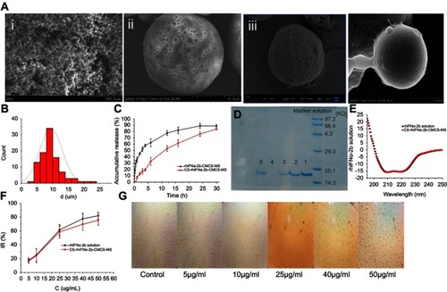 Figure 5 Characterization studies. (A) SEM images (ⅰ: CCPM; ⅱ: surface of CCPM; ⅲ: rhIFNα-2b-CCPM; ⅳ: CS-rhIFNα-2b-CCPM); (B) Particle size distribution of CS-rhIFNα-2b-CCPM; (C) Accumulative release from the optimal formulation; (D) Electrophoretogram of different rhIFNα-2b samples dyed by Coomassie brilliant blue (a: rhIFNα-2b solution; b: rhIFNα-2b extracted from nanoporous microspheres; c: rhIFNα-2b release solution for 12 hrs; d: rhIFNα-2b extracted from nanoporous microspheres after in vitro release for 24 hrs; e: rhIFNα-2b in effluent and washing liquid); (E) Circular dichroism spectra of rhIFNα-2b; (F) Inhibition rate of cell proliferation (n=3); and (G) Micrograph of the inhibition effect of the nanoporous microsphere releasing solution with different concentrations on A549 cells.Abbreviations: CCPM, nanoporous microspheres; rhIFNα-2b-CCPM, rhIFNα-2b carboxymethyl chitosan nanoporous microspheres; CS-rhIFNα-2b-CCPM, chitosan rhIFNα-2b carboxymethyl chitosan nanoporous microspheres; IR, inhibition rate. 