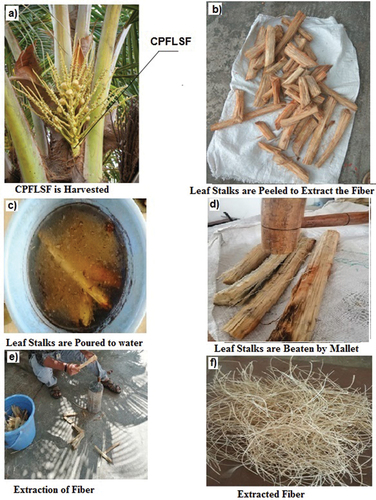 Figure 1. Extraction of coconut tree primary fiber leaf stalk fiber.