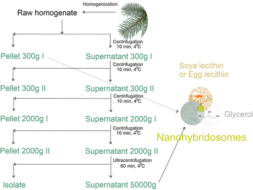 Figure 1 Scheme of the procedure for assembling nanohybridosomes from lecithin, glycerol and supernatant or pellet from spruce needle homogenate.