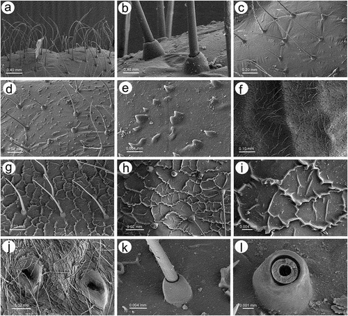 Figure 3. SEM of apterous viviparous female of S. yushanensis dorsal chaetotaxy and cuticle characters: (a) head chaetotaxy, (b) structure of the basal part of head trichoid sensilla and their sockets, (c) pronotum smooth cuticle surface, (d) surface of cuticle of the rest of thorax with numerous denticles, (e) ultrastructure of the cuticle surface and denticles, (f) dorsal abdominal chaetotaxy, (g, h) dorsal abdominal cuticle sculpture, (i) ultrastructure of the cuticle sculpture, (j) structure of the lateral abdomen cuticle and spiracles openings, (k) ultrastructure of the basal part of abdominal trichoid sensillum with the socket, (l) ultrastructure of the socket opening.