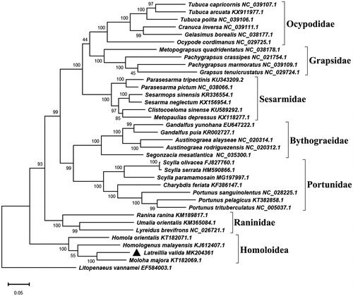 Figure 1. Maximum-likelihood (ML) tree of complete mitochondrial genomes of Latreillia valida and 35 other decapod species with NCBI accession number.