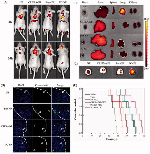 Figure 6. In vivo distribution and anti-GBM efficacy of nanoparticles in U87MG glioma-bearing nude mice. (A) In vivo real-time fluorescence imaging of U87MG glioma-bearing nude mice administrated with DiR-labeled NP, CREKA-NP, Pep-NP and PC-NP at two different time points (4 h and 24 h). (B) (C) Ex vivo fluorescence imaging of organs and brains sacrificed 24 h after treatment. (D) In vivo distribution of various coumarin-6-loaded nanoparticles in glioma sections of U87MG glioma-bearing nude mice. Dash lines: border of the glioma. Original magnification: ×20. (E) Kaplan–Meier survival curves for U87MG glioma-bearing mice treated with different PTX formulations at a dose of 10 mg/kg PTX on day 2, 4, 6 and 8 post-implantations.