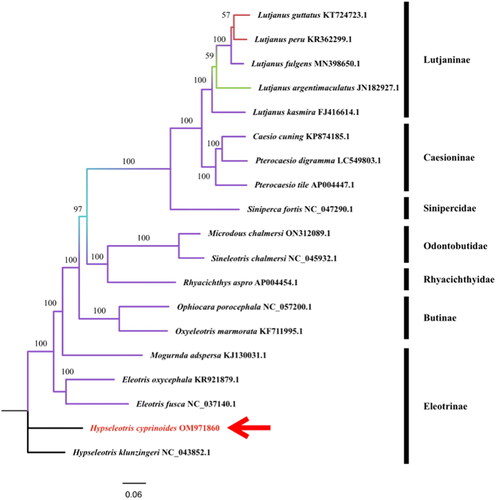 Figure 3. A phylogenetic tree for H. cyprinoides and other 18 species based on assembled nucleotide sequences of 13 protein-coding genes, two rRNA genes, and 22 tRNA genes. The base composition was calculated and the phylogenetic tree was built using MEGA X software. The number on each node indicates the values of the ultrafast bootstrap (UFB) of 1000 replications. The phylogenetic position of H. cyprinoides was marked with a red arrow. The following sequences were used: Eleotris oxycephala KR921879.1 (Meng et al. Citation2016), Eleotris fusca NC_037140.1 (unpublished), Hypseleotris klunzingeri NC 043852.1 (Schmidt et al. 2019b), Mogurnda adspersa KJ130031.1 (Perini et al. Citation2016), Ophiocara porocephala NC_057200.1 (unpublished), Oxyeleotris marmorata KF711995.1 (Xu et al. Citation2016), Microdous chalmersi ON312089.1 (Wang et al. Citation2019), Sineleotris chalmersi NC 045932.1 (Wang et al. Citation2019), Rhyacichthys aspro AP004454.1 (Miya et al. Citation2003), Lutjanus guttatus KT724723.1 (Bayona-Vásquez et al. Citation2017), Lutjanus peru KR362299.1 (Bayona-Vásquez et al. Citation2017), Lutjanus fulgens MN398650.1 (Afriyie et al. Citation2020), Lutjanus argentimaculatus JN182927.1 (unpublished), Lutjanus kasmira FJ416614.1 (unpublished), Casio cuing KP874185.1 (Zhan et al. Citation2017), Pterocaesio digramma LC549803.1 (Song et al. Citation2020), Pterocaesio tile AP004447.1 (Miya et al. Citation2003), Siniperca fortis NC 047290.1(Peng et al. Citation2020).