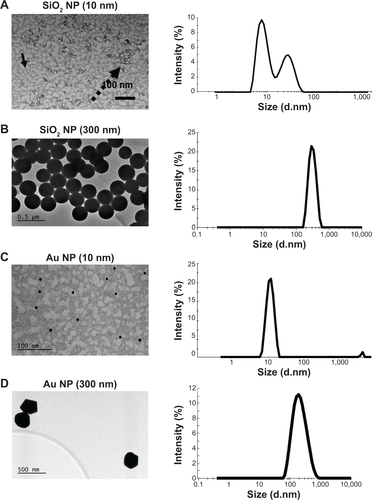 Figure S1 NPs were analyzed by TEM and DLS in water.Notes: (A) SiO2 NPs (10 nm); (B) SiO2 NPs (300 nm); (C) Au NP (10 nm); (D) Au NP (300 nm). Scale bars for TEM were 100 nm for the smaller NPs and 500 nm for the larger NPs. Arrows point out singlet NPs (solid arrow) or agglomeration (punctuated arrow) in TEM grids. DLS shows intensity-weighted particle distribution.Abbreviations: NPs, nanoparticles; TEM, transmission electron microscopy; DLS, dynamic light scattering.