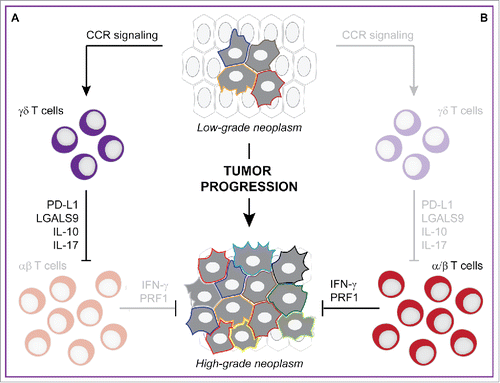 Figure 1. γδ T cells foster pancreatic cancer progression by engaging immunological checkpoints on αβ T cells. Developing pancreatic ductal adenocarcinomas (PDAs) recruit high levels of γδ T cells by secreting ligands for several chemokine (C–C motif) receptors, namely CCR2, CCR5 and CCR6. PDA-infiltrating γδ T cells not only release interleukin 10 (IL-10) and interleukin 17 (IL-17), but also express galectin 9 (LGALS9) and CD274 (best known as PD-L1), hence establishing a robust immunosuppressive microenvironment that foster disease progression (A). In the absence of γδ T cells, developing PDAs recruit increased amounts of αβ T cells that are not subjected to local inhibition via PD-1 and hence efficiently limit disease progression (B).