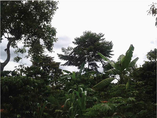 Figure 3. A homegarden maintained using agroforestry practices in one of the sugarcane cultivation villages of Jinja and Mayuge districts, eastern Uganda. The crops here included cassava (Manihot esculenta), maize (Zea mays L), coffee (Coffea sp.), bananas (Musa spp.) and agroforestry trees (e.g. Maesopsis eminii).