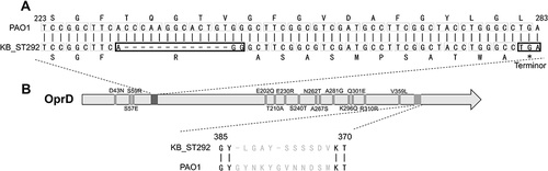 Figure 1 The OprD mutations of KB_ST292 (ST292 clones in Kunming burn ward) and compared with PAO1. (A) Deletion of 1088_1100del13 leads to a frame-shift mutation and early termination at 1050–1052, *=Terminor; (B) Locations of amino acid substitutions (14 sites) and a 12-amino acid mutation.
