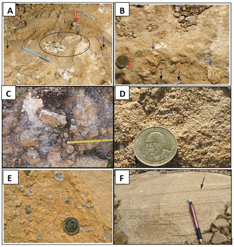 Figure 2. Msata formation. a) Matrix-supported conglomerate with clastic, granitic gneiss (black circle), mudstone (black arrow), precipitated calcite (red arrow) and pebble imbrications (black circle). b) Clast supported conglomerate with clastic, granitic gneiss (blue arrows), fossils fragments; brachiopods (black arrows) and gastropods (red arrow). c) Bioclastic matrix-supported conglomerate, it is highly weathered. d) Massive calcareous sandstone; brachiopods fragment (black circle). e) Fossiliferous calcareous sandstone with different fossils fragments like shells of brachiopods, bivalves, and gastropods. f) Planar bedded calcareous sandstone.