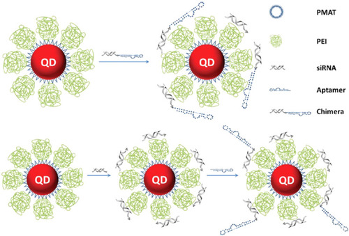 Figure 3 Schematic representation of cationic nanoparticles for targeted delivery of siRNA-aptamer chimeras. Immobilization of preformed siRNA-aptamer chimeras onto positively charged QD-PMAT-PEI nanoparticles. The aptamer block collapsed on the carrier results in reduced binding activity. Two-step immobilization of chimeras on a cationic nanoparticle surface. siRNA molecules with a thiol-reactive terminal group are first adsorbed on the QD-PMAT-PEI surface to reduce the positive charge; subsequently aptamers with a single thiol group are brought in to form siRNA-aptamer chimeras on the nanoparticle surface. Adapted with permission from Bagalkot V, Gao X. siRNA-aptamer chimeras on nanoparticles: preserving targeting functionality for effective gene silencing. ACS Nano. 2011;5(10):8131-8139.Citation82,Citation138 Copyright (2011) American Chemical Society.