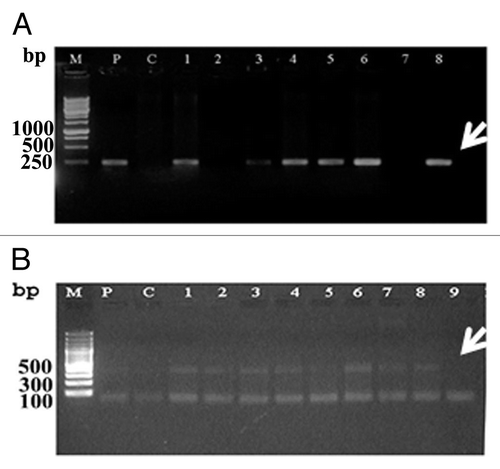 Figure 4. PCR analysis indicating the transformation status of wheat genome with the AtNHX1 gene. A and B PCR with AtNHX1 gene (500 bp) and npt-II (250bp), respectively. M, 100 bp DNA ladder; P, plasmid; C, control.