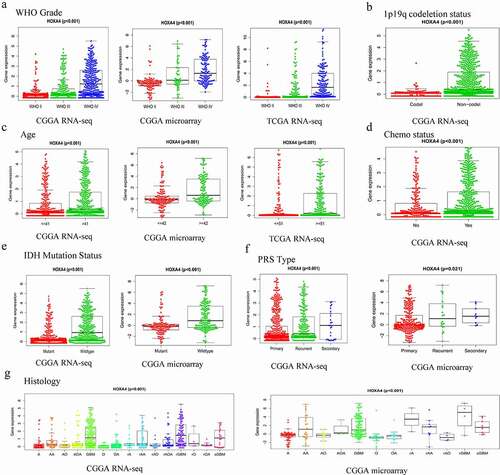 Figure 5. The relationship between the expression level of HOXA4 and various clinicopathological characteristics according to data obtained from the CGGA-RNA sequencing, CGGA microarray, and TCGA-RNA seq datasets. (a) Tumor grade, (b) 1p19q_codeletion status, (c) age, (d) chemotherapy status, (e) IDH mutation status, (f) PRS type, (g) Histology. A: Astrocytoma; AA: Anaplastic astrocytoma; AO: Anaplastic oligodendroglioma; AOA: Anaplastic oligoastrocytoma; GBM: Glioblastoma; O: Oligodendroglioma; OA: Oligoastrocytoma; rA: Relapse astrocytoma; rAA: Relapse anaplastic astrocytoma; rAO: Relapse anaplastic oligodendroglioma; rAOA: Relapse anaplastic oligoastrocytoma; rGBM: Relapse glioblastoma; rO: Relapse oligodendroglioma; rOA: Relapse oligoastrocytoma; sGBM: Secondary relapse glioblastoma.